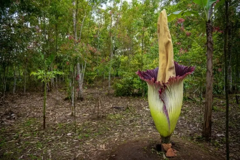 Flor cadaver