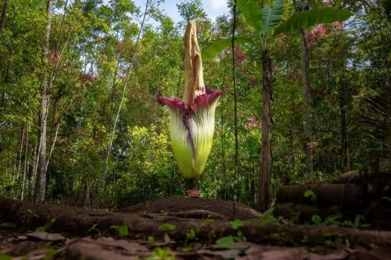 Flor-cadáver