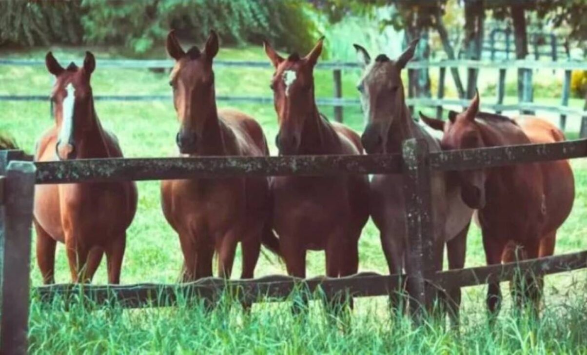 Nascem na Argentina os primeiros cavalos editados geneticamente