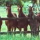 Nascem na Argentina os primeiros cavalos editados geneticamente