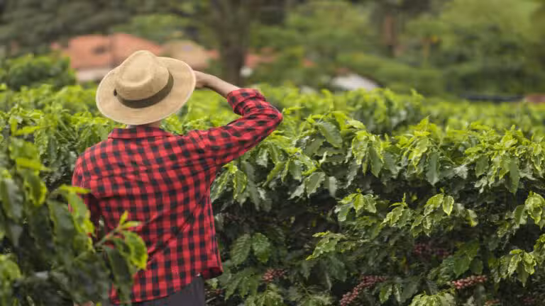 Produtor Rural