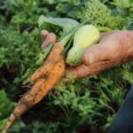 Agricultura Agro