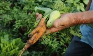 Agro sofre: Elevação do diesel e fertilizantes intensifica alerta sobre preços de alimentos no Brasil