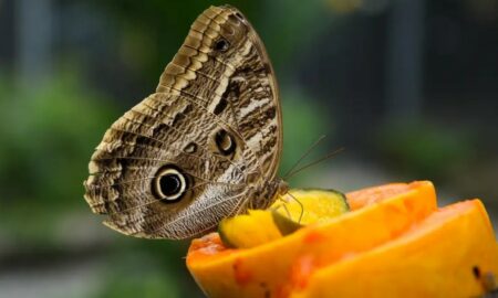 Borboleta