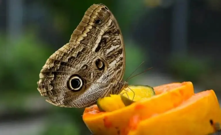 Borboleta