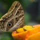 Borboleta