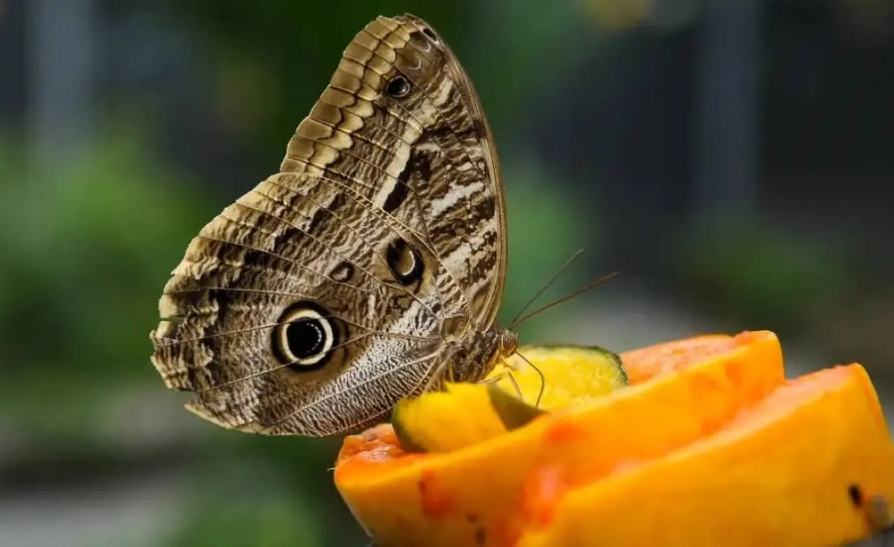 Borboleta