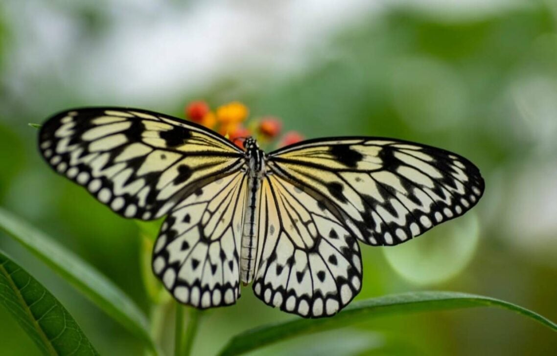 Borboleta