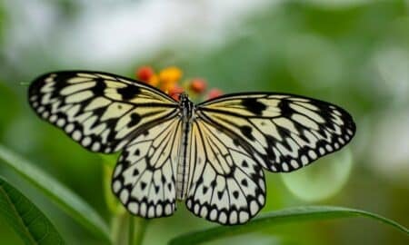 Borboleta