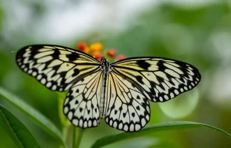 Borboleta