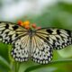 Borboleta