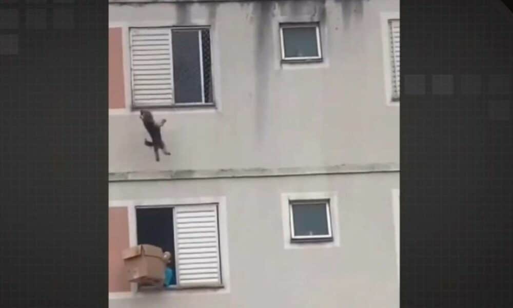 Cachorra presa na janela: Moradora de Guarulhos resgata animal preso em janela e evita tragédia com ação rápida