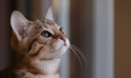 Gato