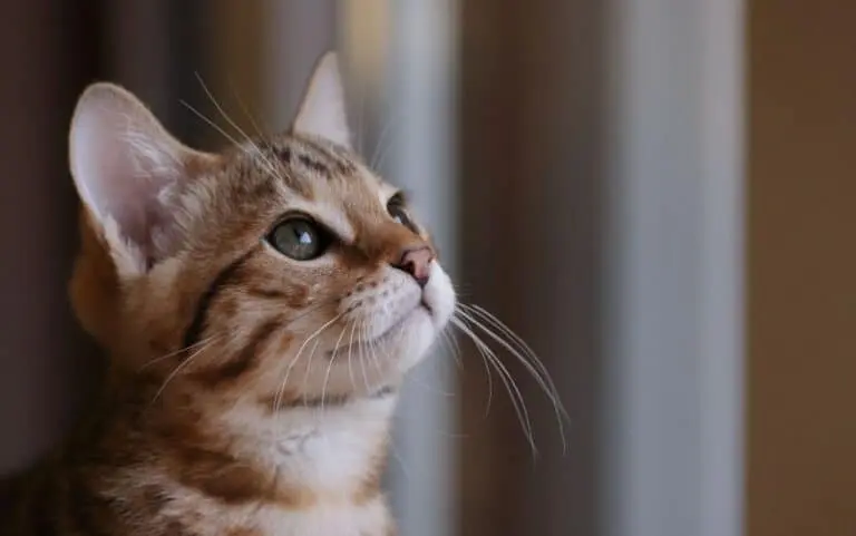Gato