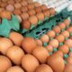 Ovos -