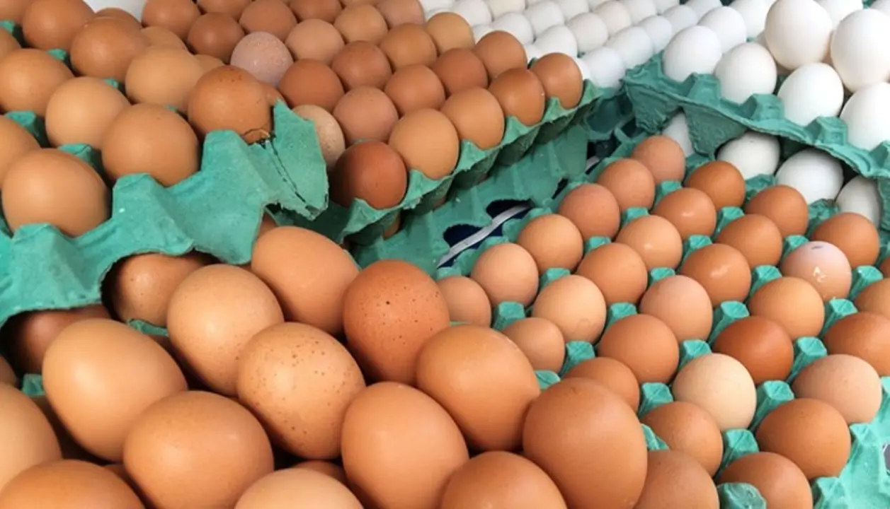 Ovos -