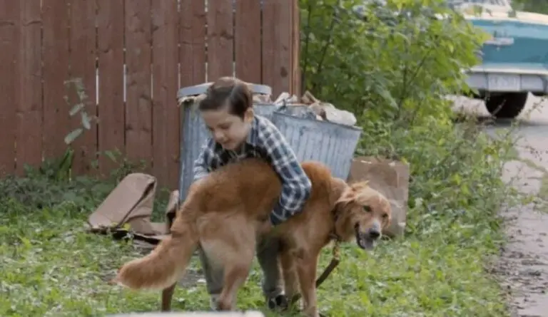 Quatro Vidas de um Cachorro.