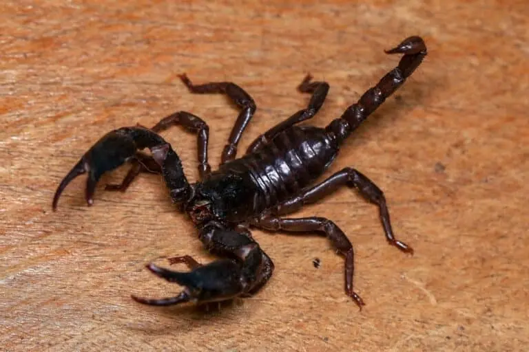 Escorpião
