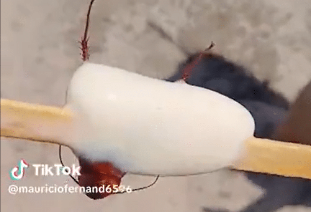 Picolé com Barata
