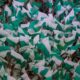 Torcida do Palmeiras