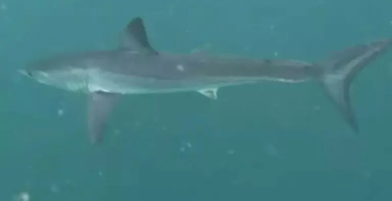tubarão mako