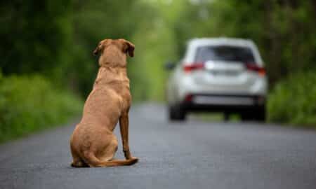Abandono de animal