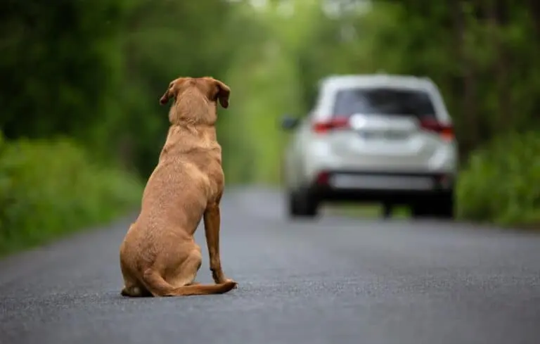 Abandono de animal