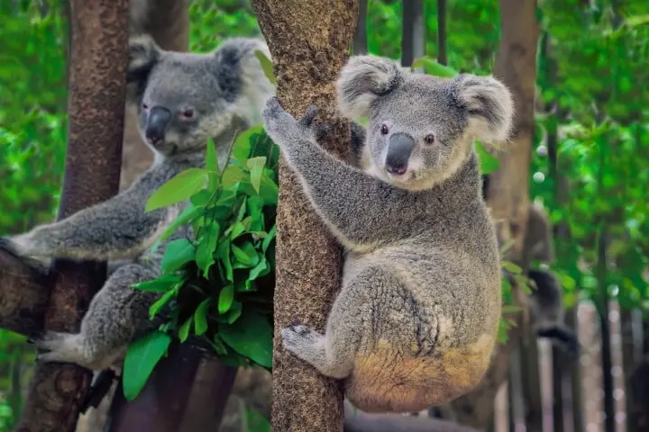 Coala