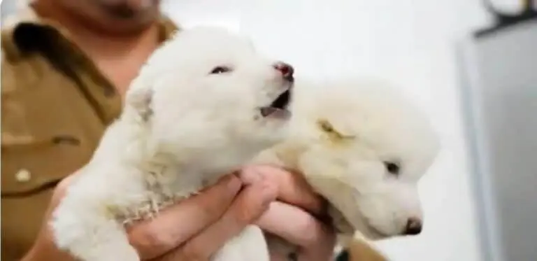Dire wolves