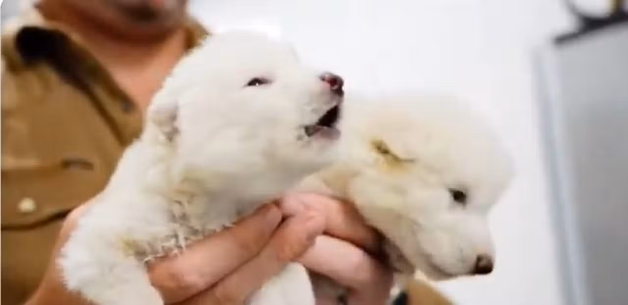 Dire wolves
