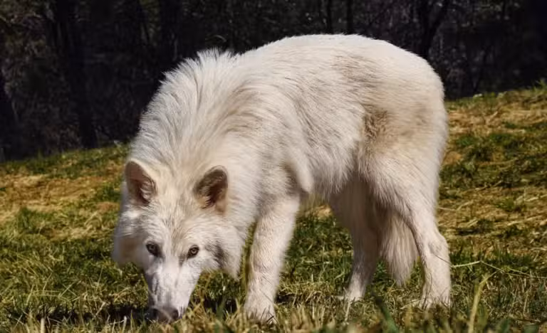Direwolf