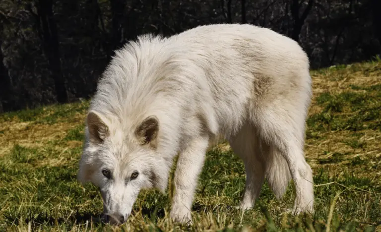 Direwolf