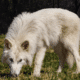 Direwolf