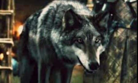 Lobos de Game of Thrones