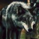 Lobos de Game of Thrones