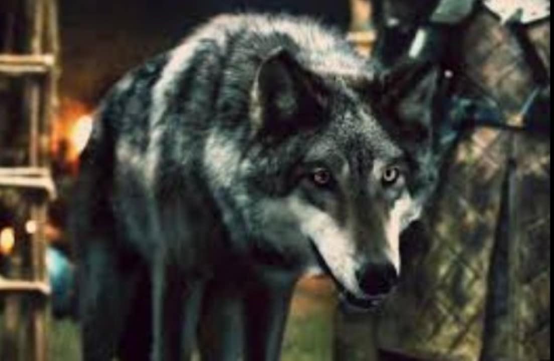 Lobos de Game of Thrones