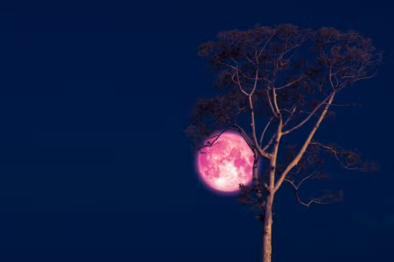 Lua Rosa