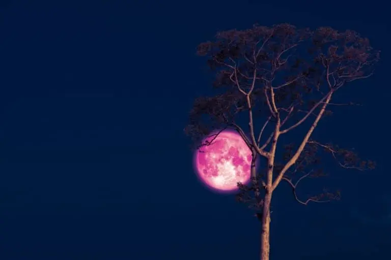 Lua Rosa
