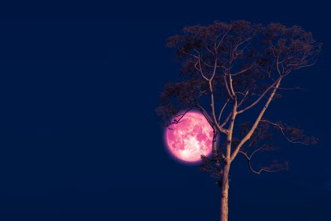 Lua Rosa