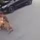 Mulher grávida cai ao tentar proteger a si e cachorro de outros 2 cães