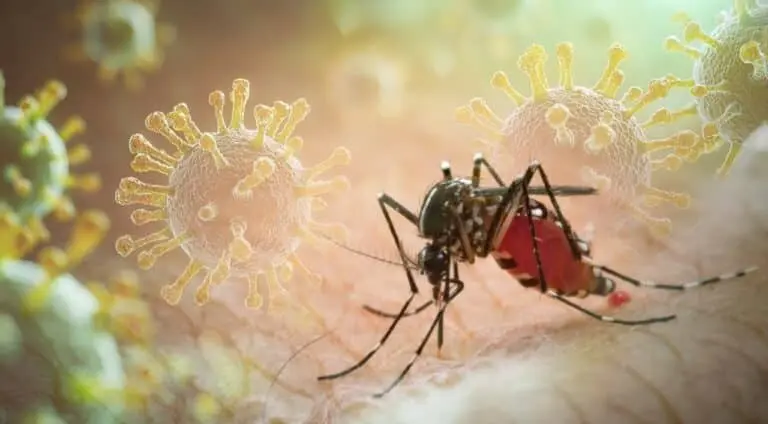 chikungunya