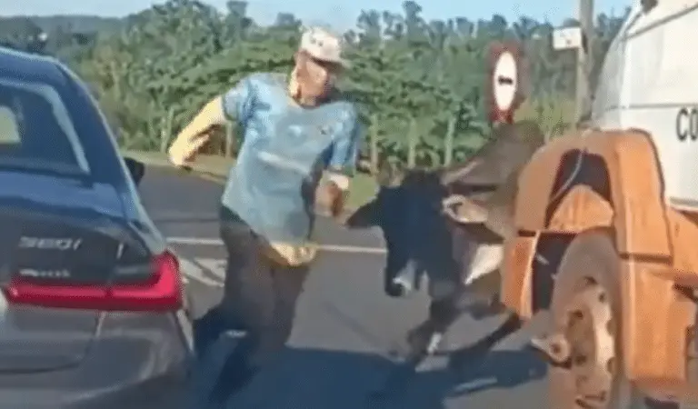 loose bull