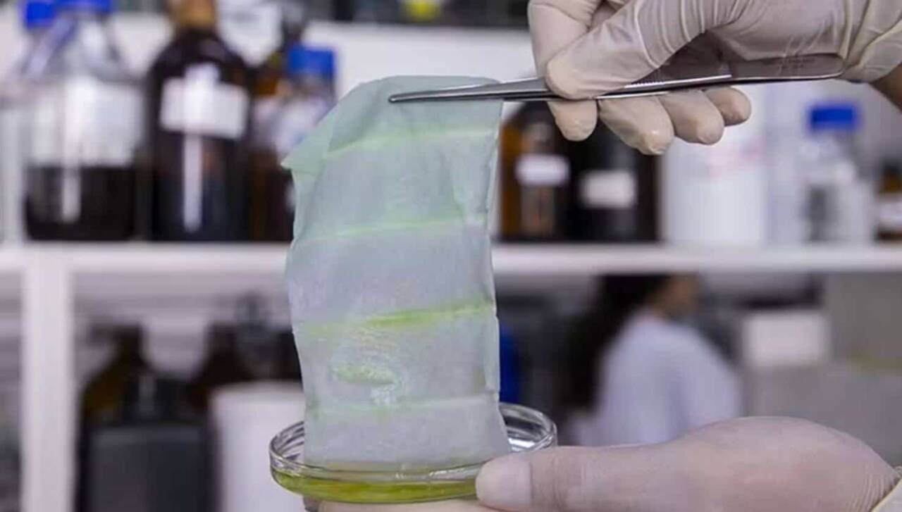 Smart packaging with purple cabbage detects spoiled fish in real time