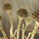 Aspergillus