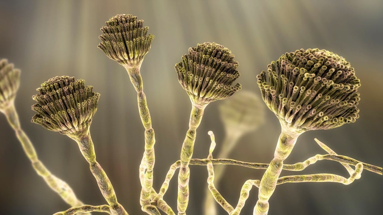 Aspergillus