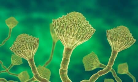 Aspergillus