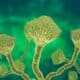 Aspergillus