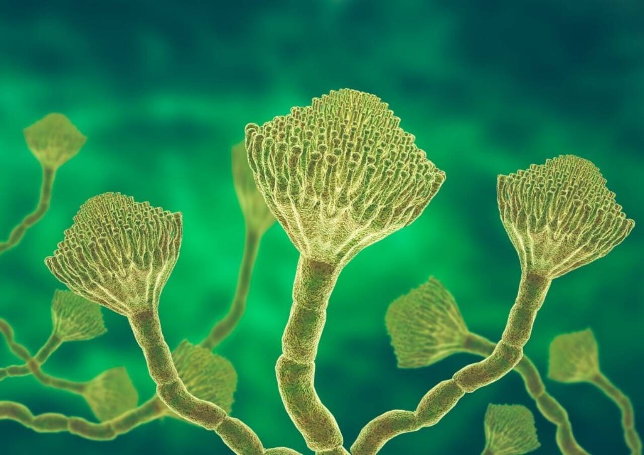 “The Last of Us”: Aspergillus se espalha pelo mundo com mudanças climáticas