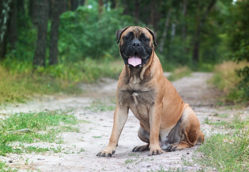 Cachorro raça Bullmastiff