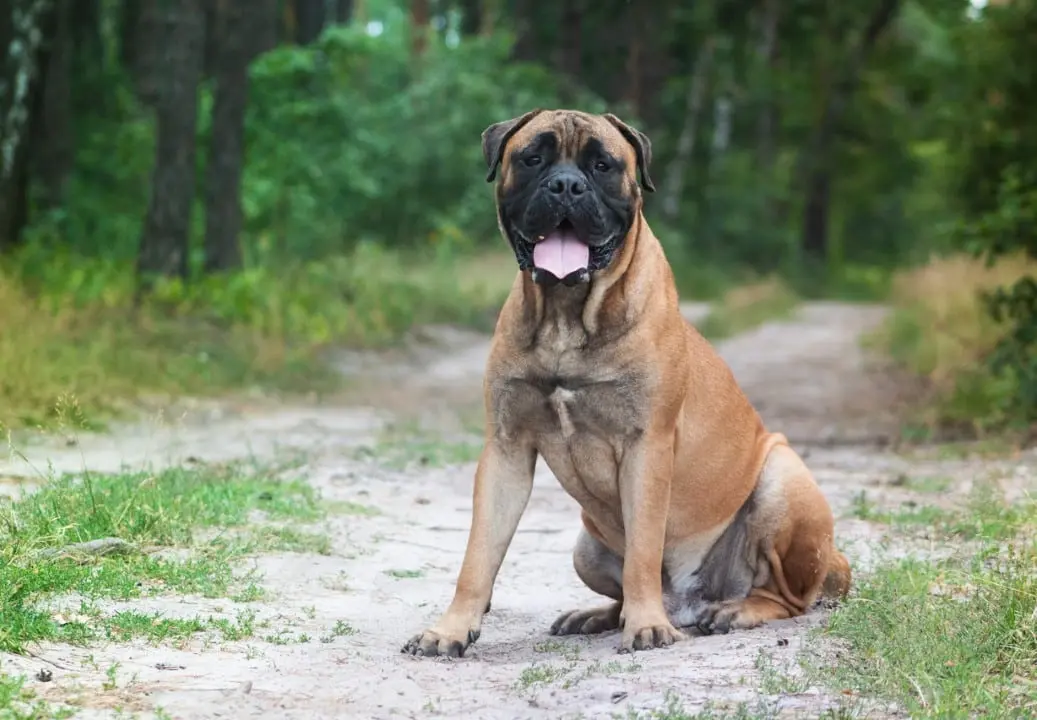 Cachorro raça Bullmastiff
